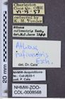Etiketten zu Athous rufiventris (NHMW-ZOO-COL-0008568)